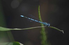 Coenagrion_puella1