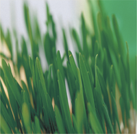 Grass