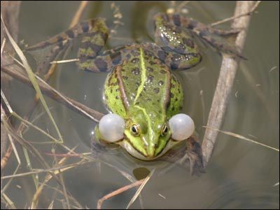 Żaby zielone