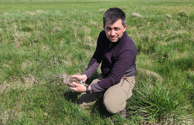 Dorosły samiec kulika wielkiego z załozonym loggerem GPS-GSM. Fot. Dominik Krupiński 