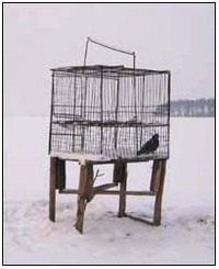 Zima - czas, w którym zabija się w kraju dziesiątki tysięcy ptaków drapieżnych