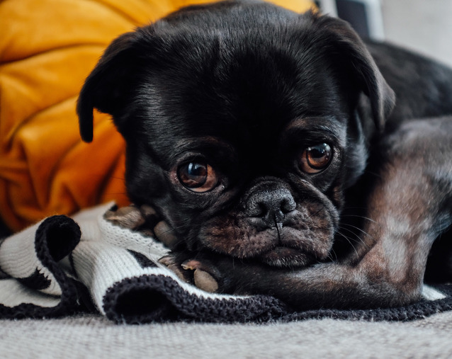 Najszybsze smartfony