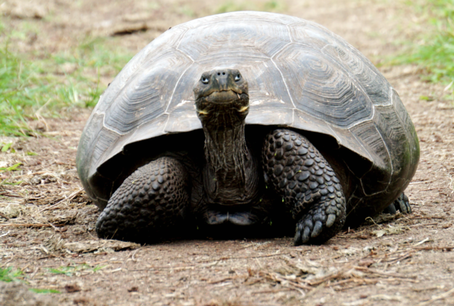 Digital Economy and Society Index (DESI) 2020