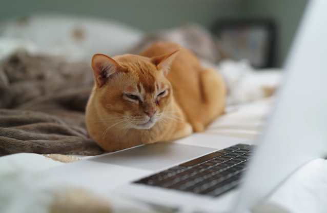 Ważna zmiana w PLAY NOW TV