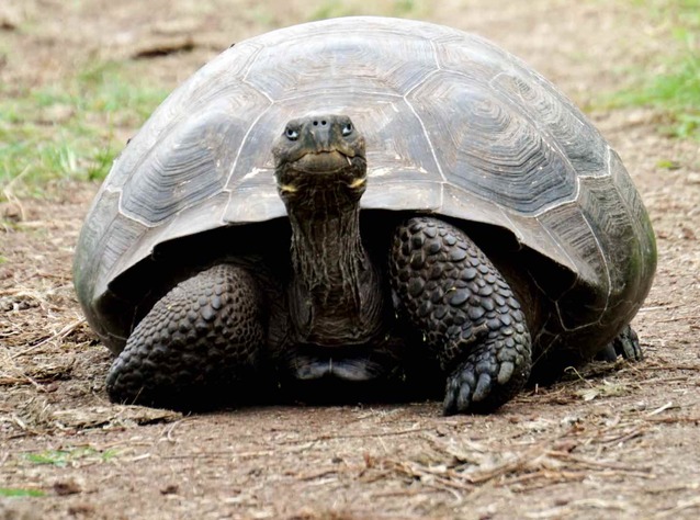 Mniej elektroodpadów i frustracji konsumentów: Komisja proponuje uniwersalną ładowarkę do urządzeń elektronicznych