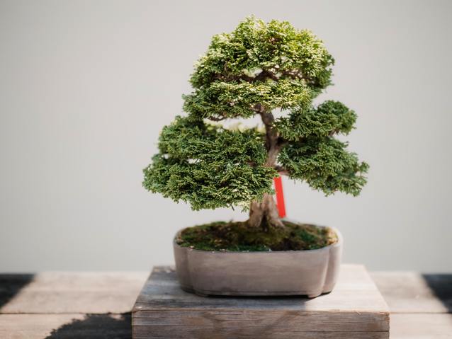 Ukradł drogie bonsai, ale zostawił swojego smartfona