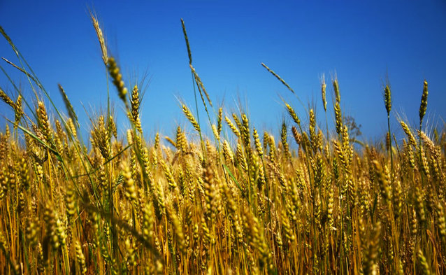 Orange przedłuża ofertę dla Ukraińców