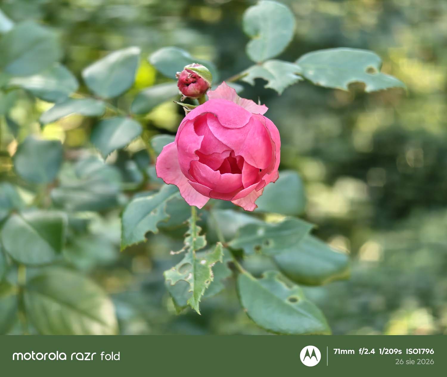 Motorola Razr Fold vs Samsung Galaxy Z Fold8 Ultra - który składany smartfon ma lepsze aparaty?