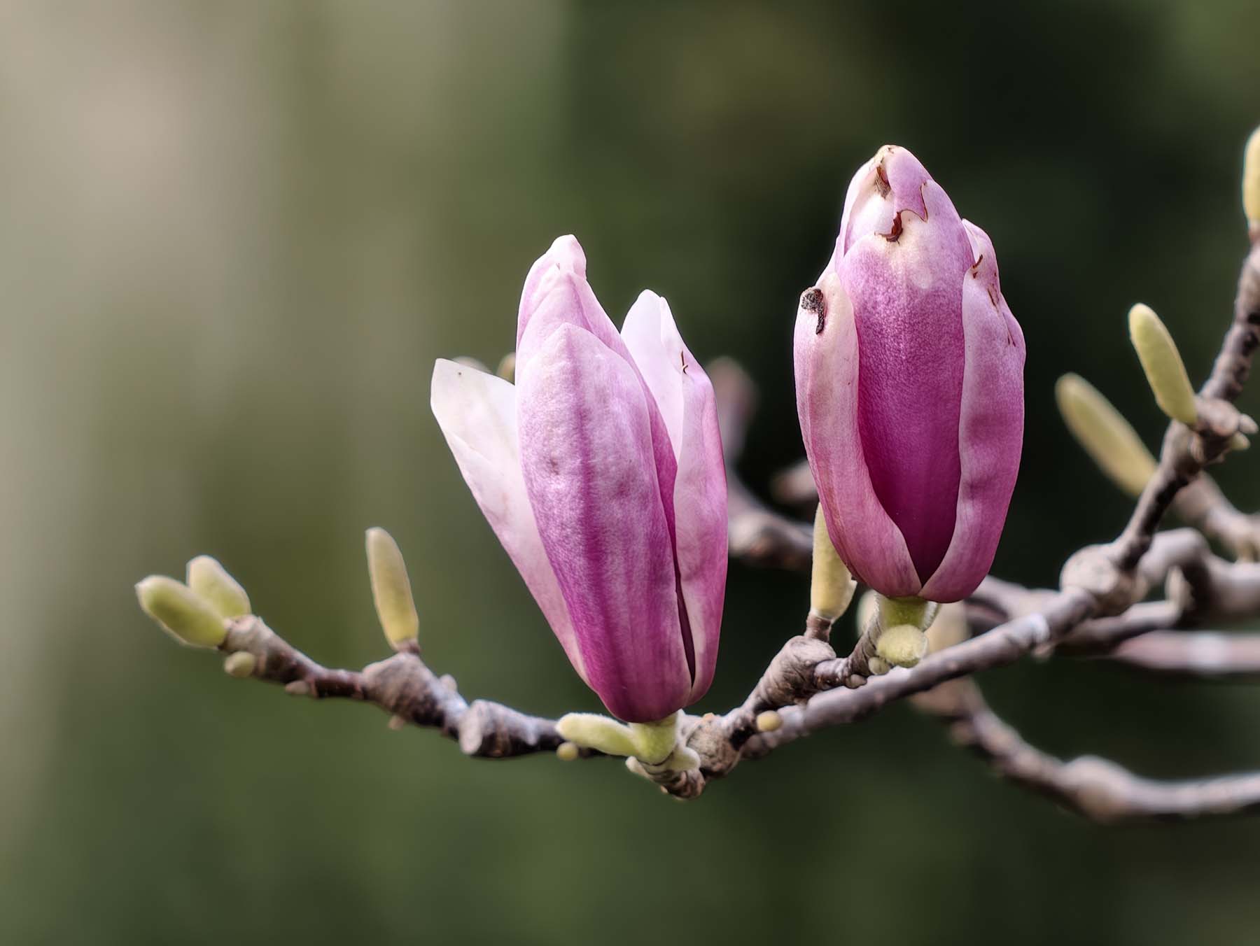 Sprawdziliśmy vivo X300 Ultra z telekonwerterem G2 Ultra – to teraz najbardziej imponujące technicznie zdjęcia, jakie można wykonać smartfonem