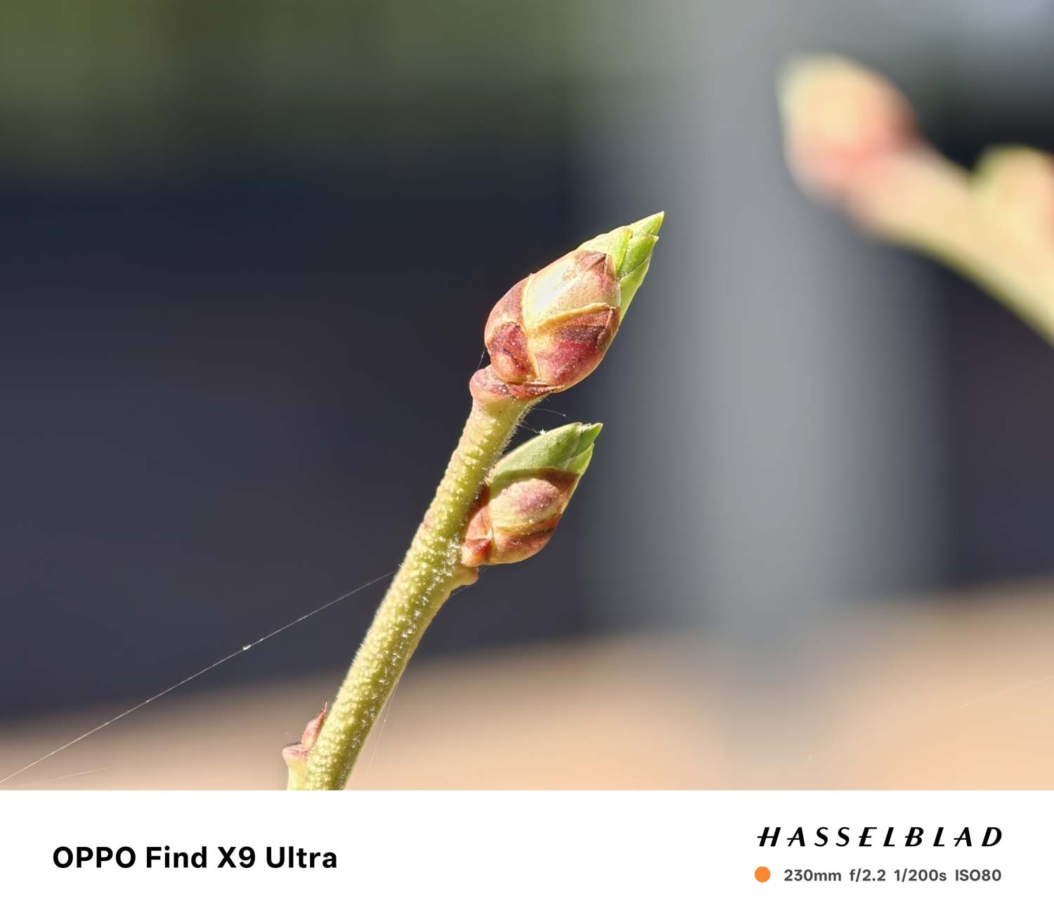 Starcie najnowszych fotograficznych tytanów – OPPO Find X9 Ultra versus vivo X300 Ultra