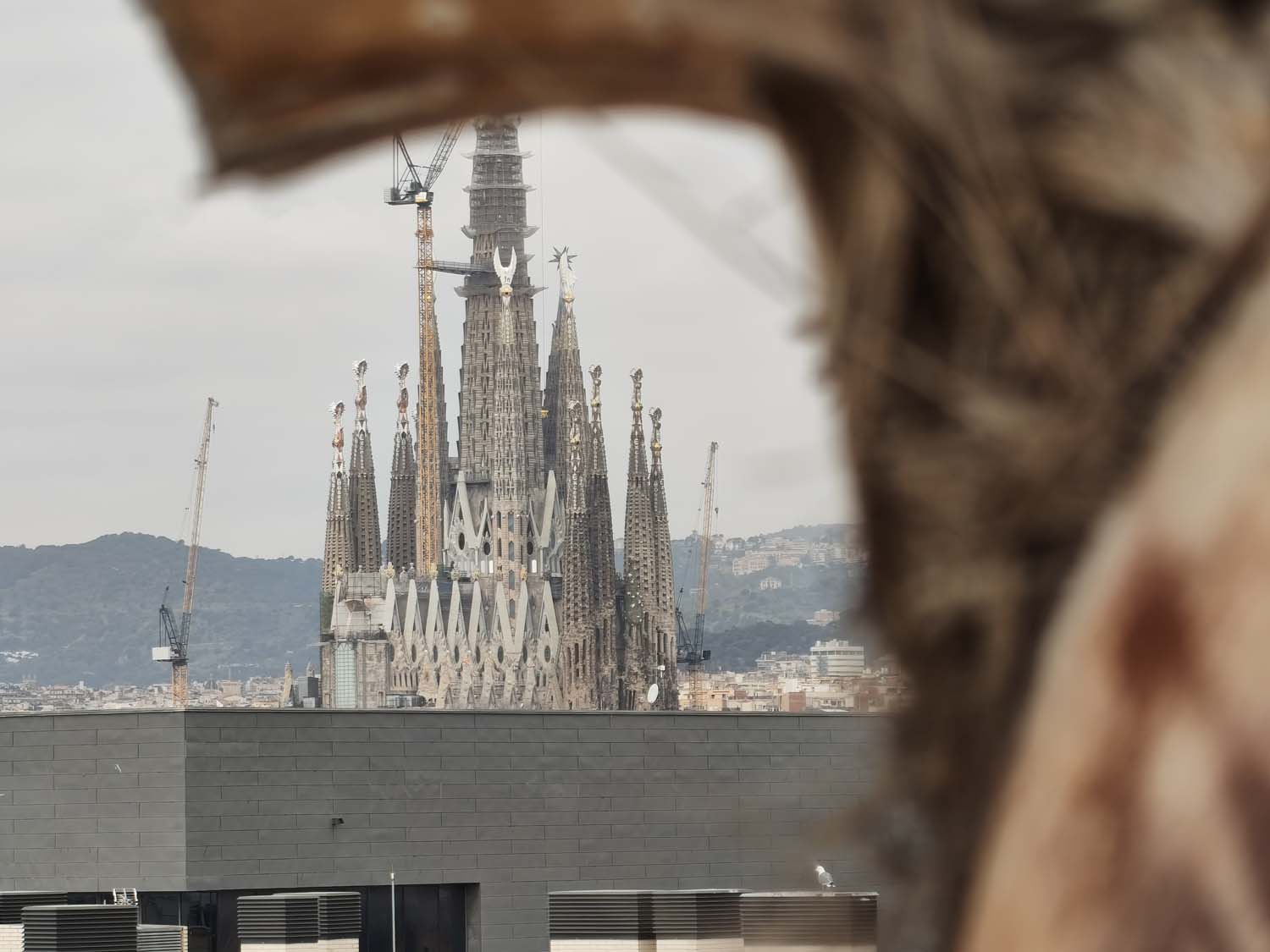 Takie zdjęcia robi Nothing Phone (4a)