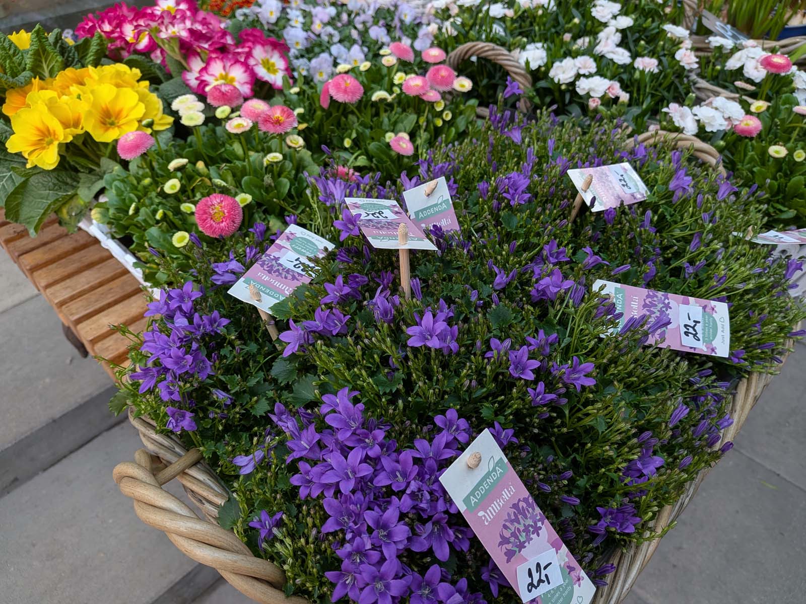 Porównujemy zdjęcia z Pixel 10a, iPhone 17e oraz Nothing Phone 4a