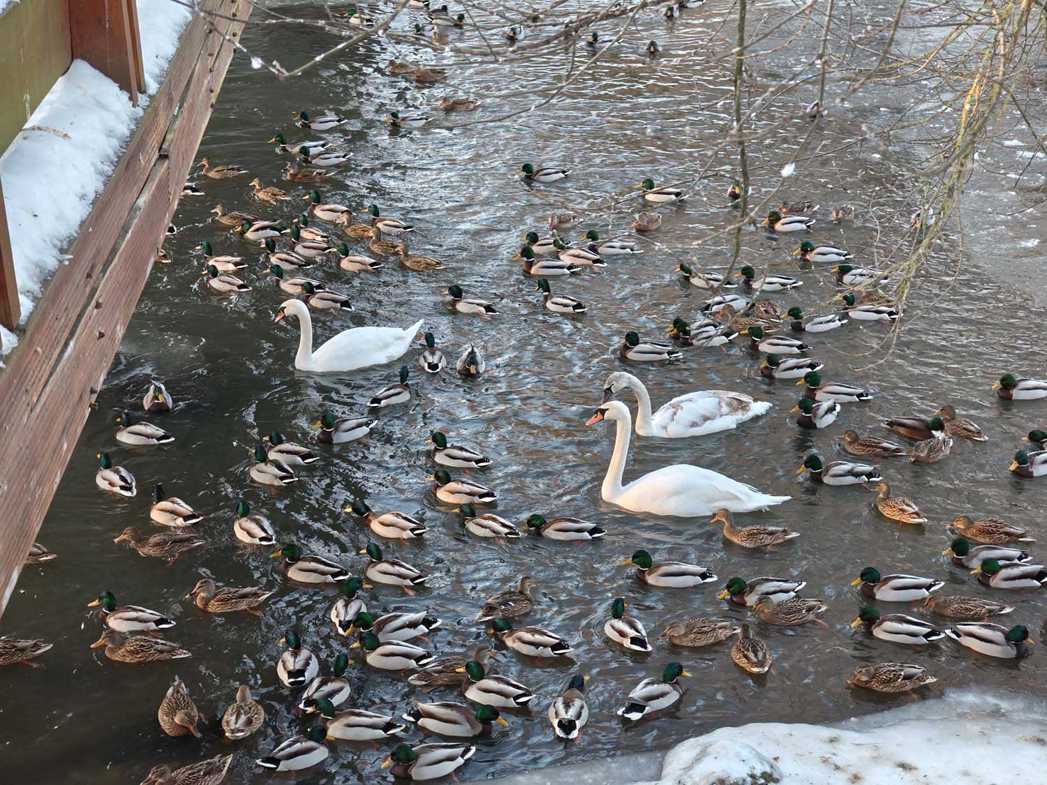 Motoroli signature - takie robi zdjęcia