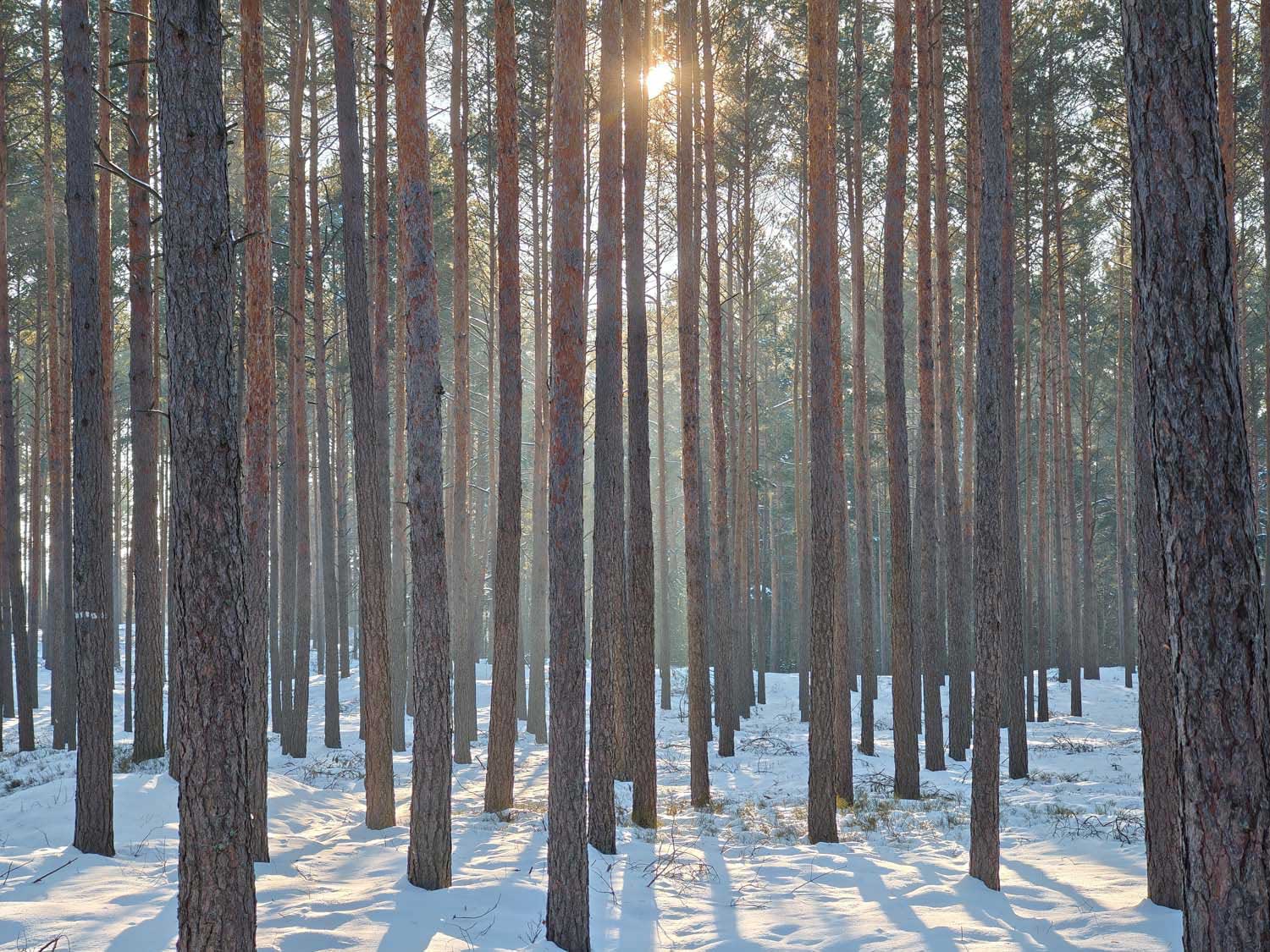 Motoroli signature - takie robi zdjęcia