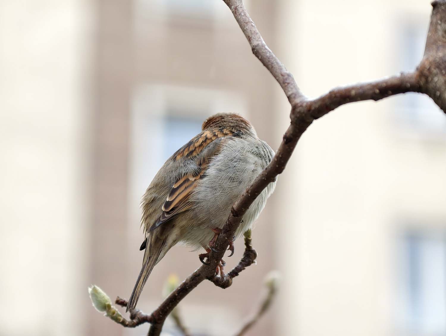 vivo X300 Pro - nasze przykładowe zdjęcia z Warszawy