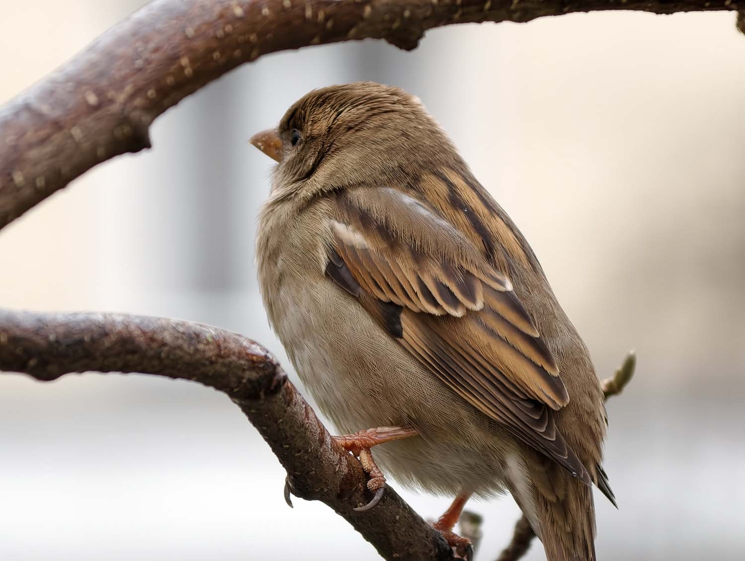 vivo X300 Pro - nasze przykładowe zdjęcia z Warszawy