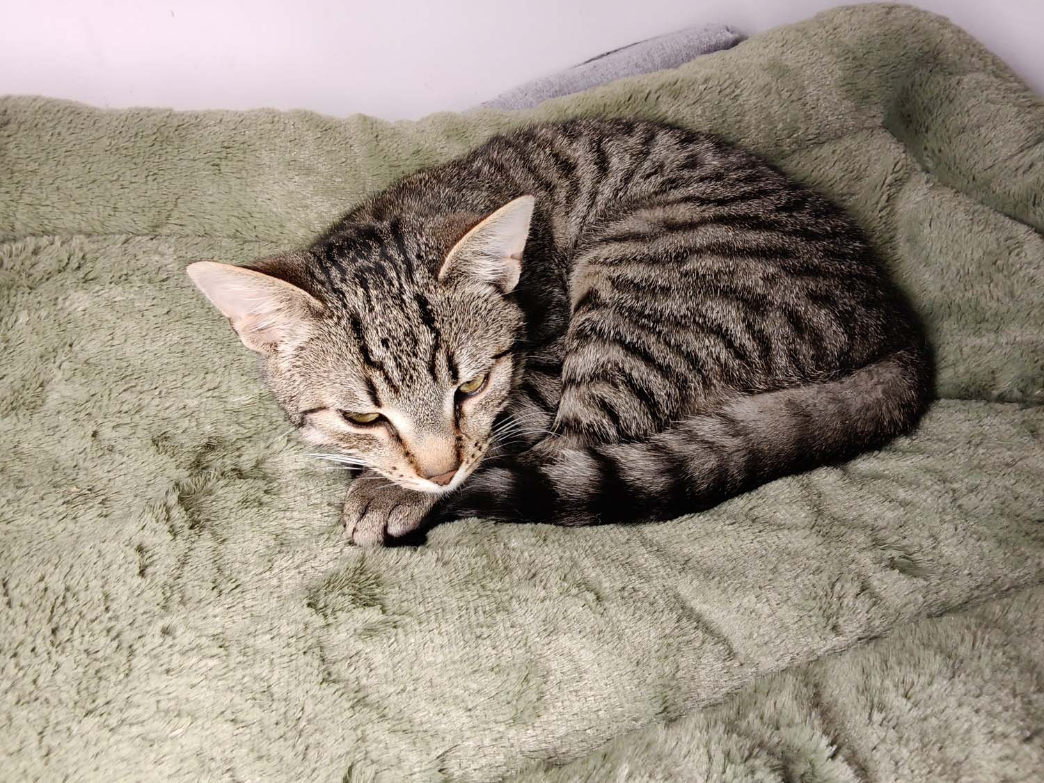 Nasze pierwsze wrażenia – OnePlus Pad Go 2 – tablet z 5G za niecałe 2 tysiące złotych