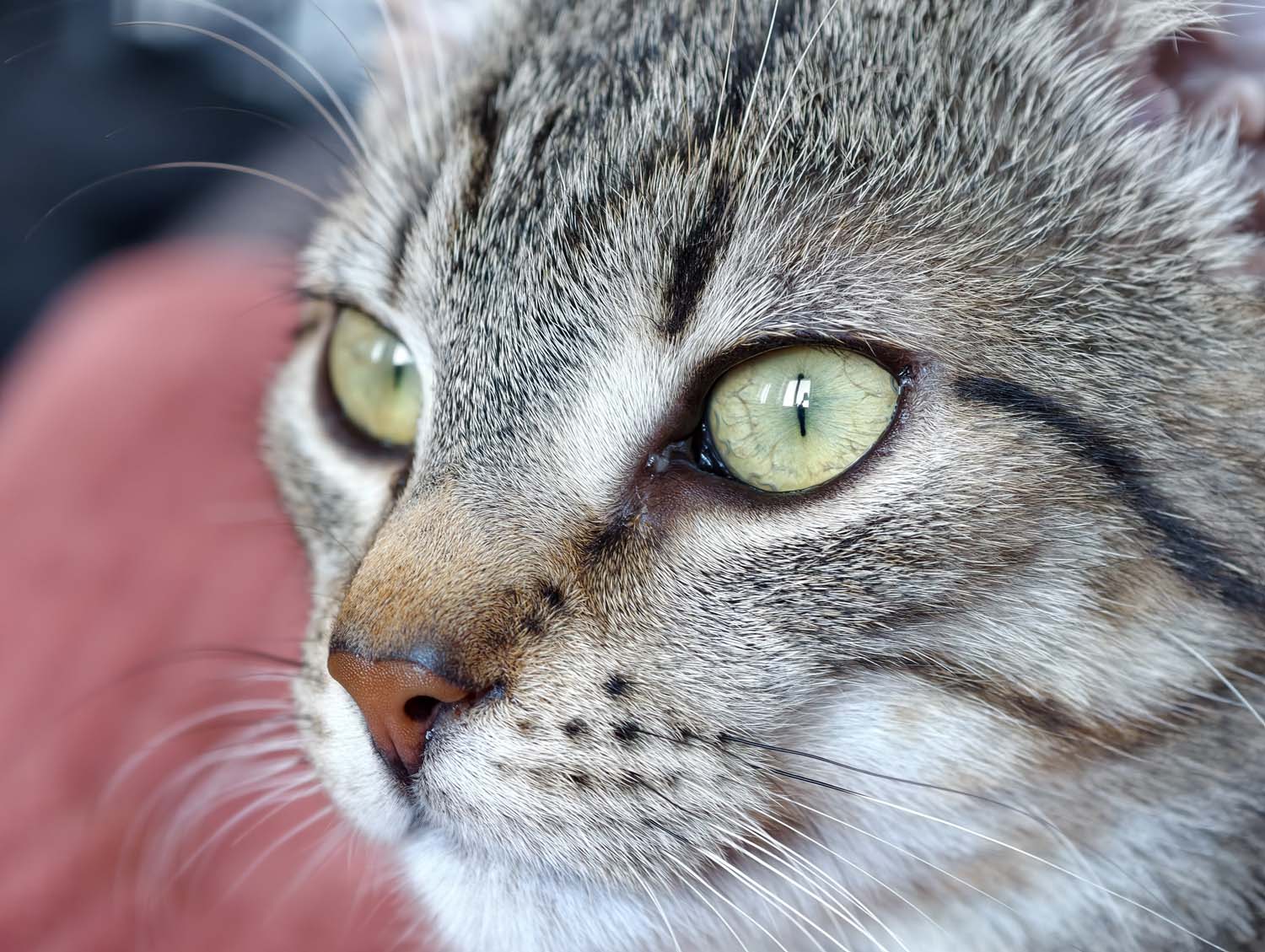 vivo X300 Pro - nasze przykładowe zdjęcia z Warszawy