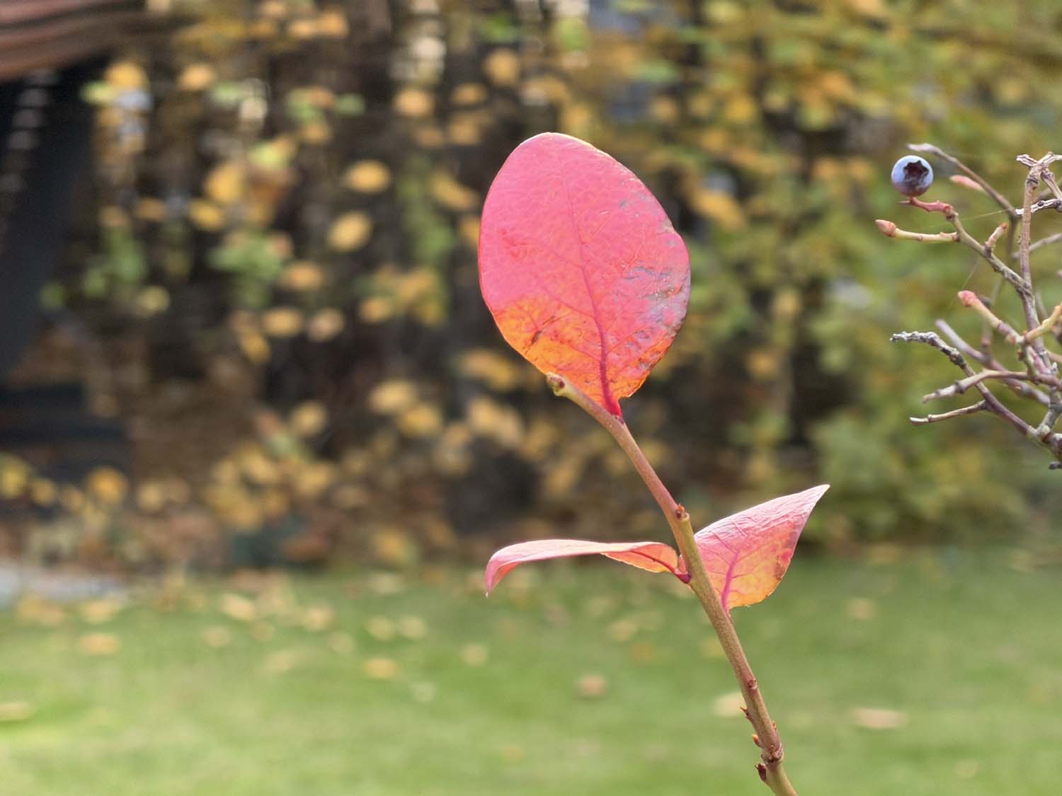 Porównaliśmy możliwości fotograficzne vivo X300 Pro i iPhone 17 Pro Max i wynik jest sporą niespodzianką