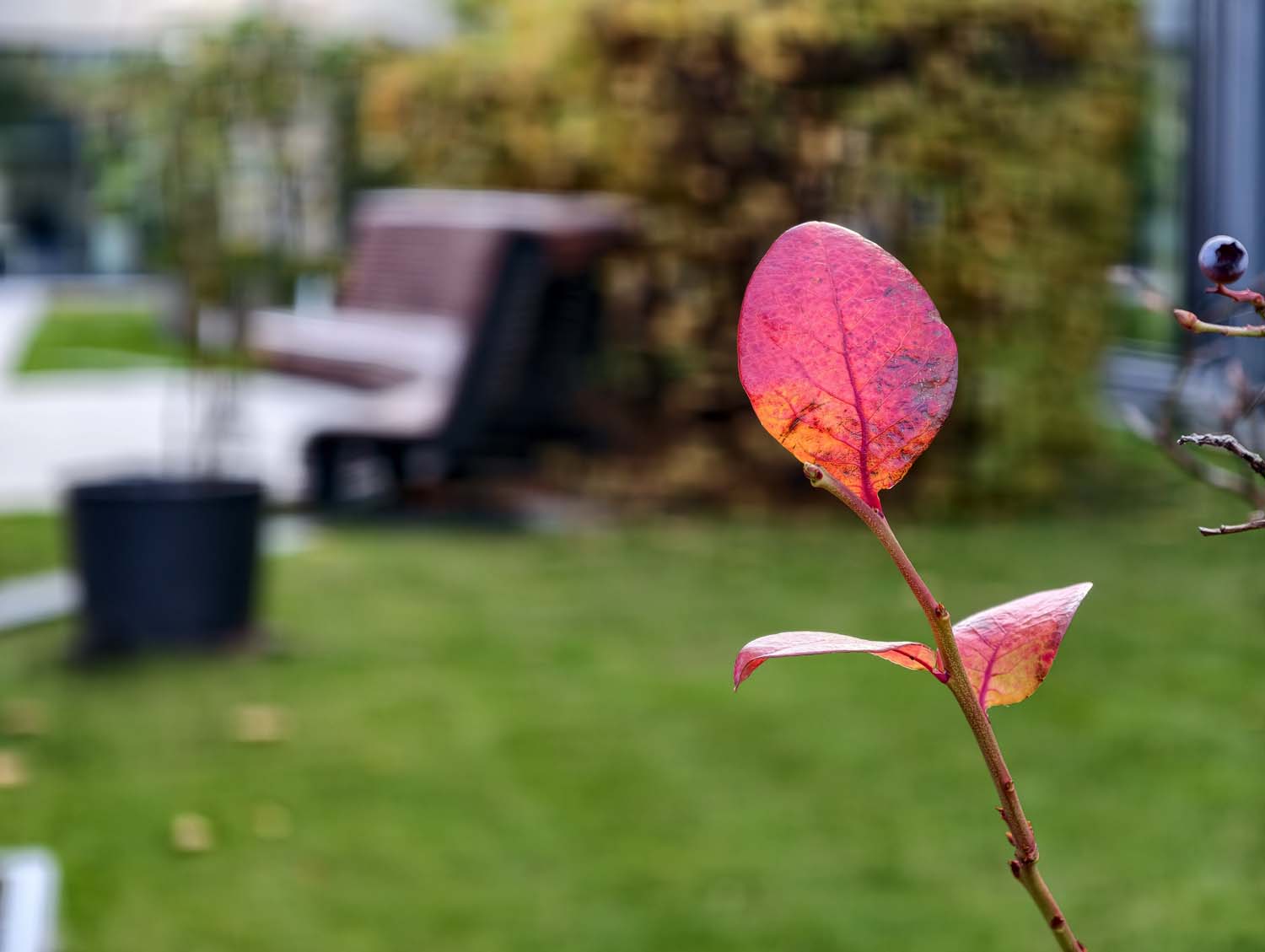 Porównaliśmy możliwości fotograficzne vivo X300 Pro i iPhone 17 Pro Max i wynik jest sporą niespodzianką