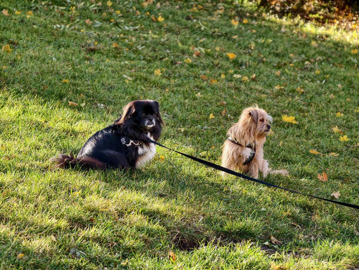 Galeria zdjęć z vivo X300 Pro z telekonwerterem ZEISS 2.35x – optyczny pomost do profesjonalnej fotografii