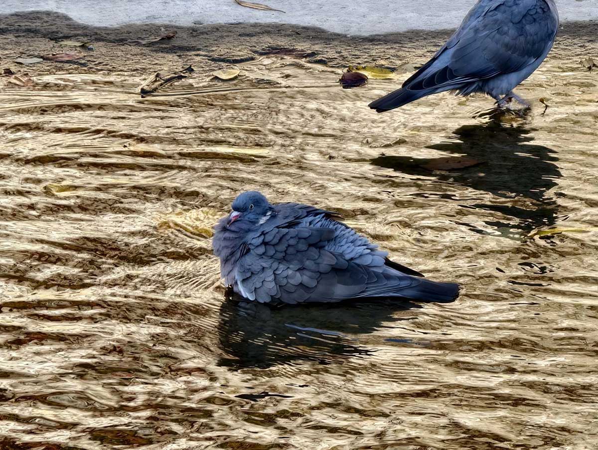 Galeria zdjęć z vivo X300 Pro z telekonwerterem ZEISS 2.35x – optyczny pomost do profesjonalnej fotografii