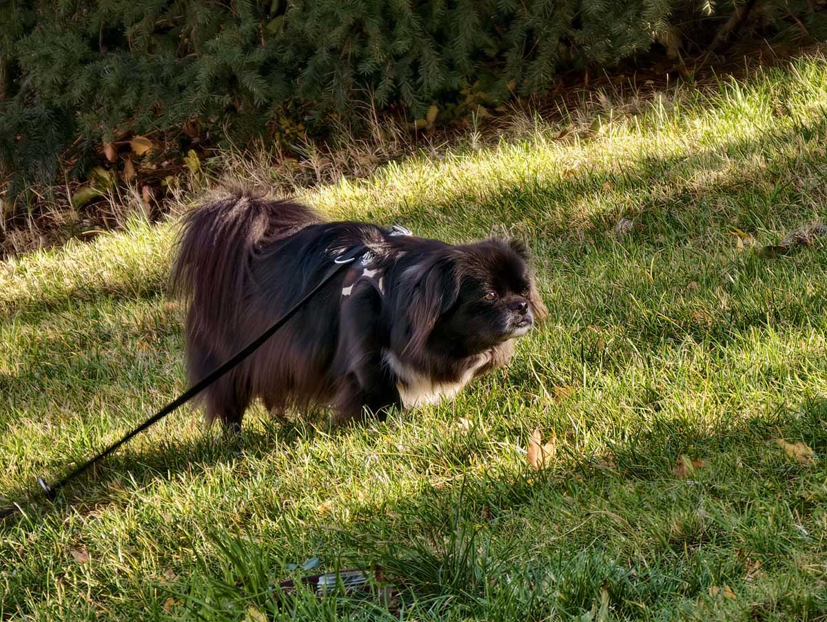 Galeria zdjęć z vivo X300 Pro z telekonwerterem ZEISS 2.35x – optyczny pomost do profesjonalnej fotografii