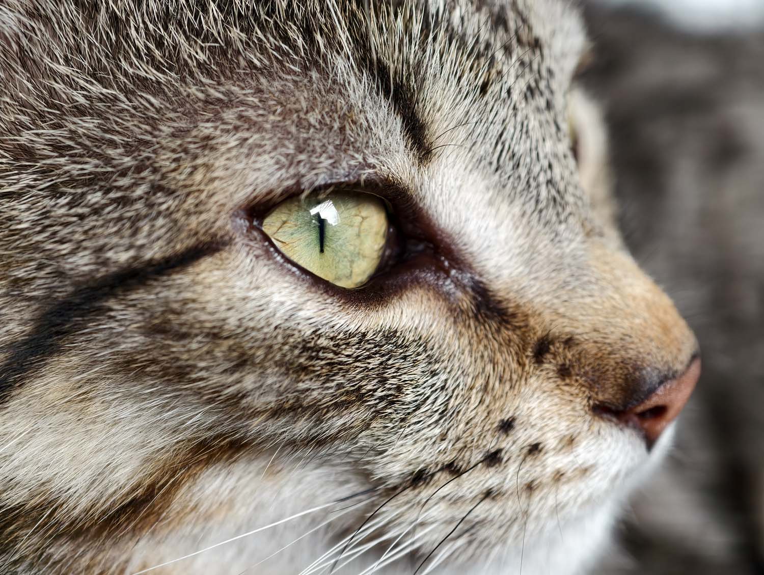 Recenzja vivo X300 Pro – fotograficzna waga ciężka powraca do Polski