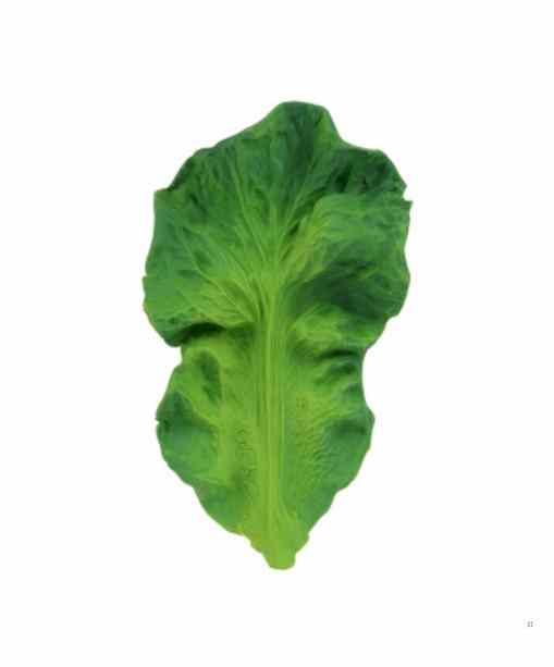 KENDAL THE KALE TEETHER