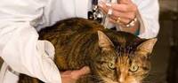 Komunikat nr 6 - obowiązkowe szczepienie kotów przeciwko wściekliźnie