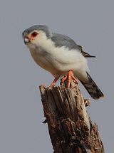 Autor: Steve Garvie from Dunfermline, Fife, Scotland - Pygmy Falcon (Polihierax semitorquatus)Uploaded by Snowmanradio, CC BY-SA 2.0, https://commons.wikimedia.org/w/index.php?curid=11890622
