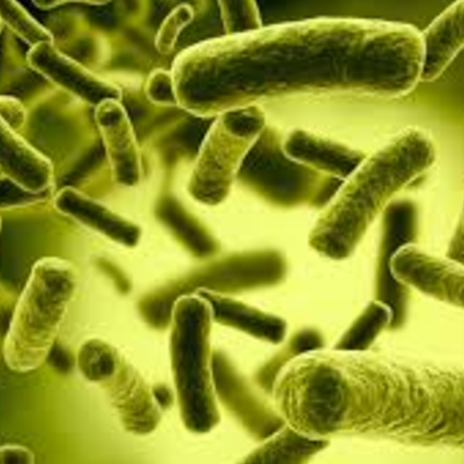 Why should you take probiotic ?