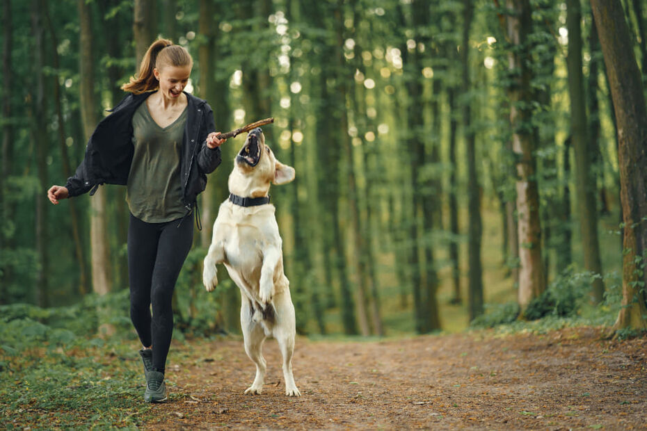 Why Your Pup’s Hip & Gut Deserve the VIP Treatment