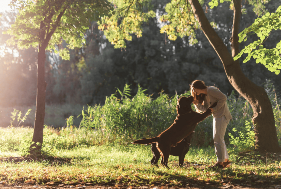 Forever Fetch: How Arterra Keeps Dogs Young at Heart