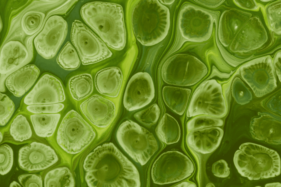 A Breakthrough in Cellular Health