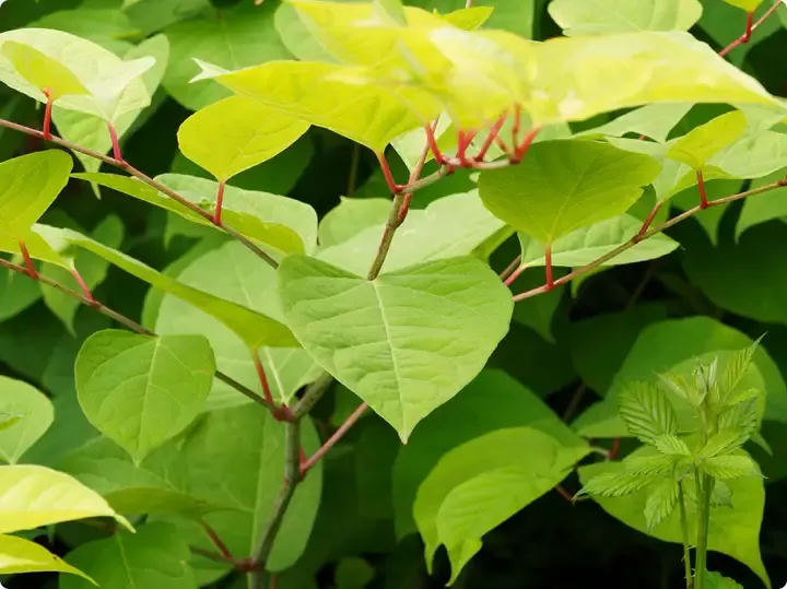 What if the Weed in Your Backyard Was the Key to Healing?