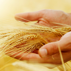 Avoiding Gluten Is Not as Easy as You May Think | Wellness magzine