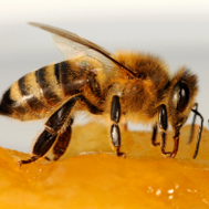 The Nutritious Bee Hive { part 1} | Wellness magazine
