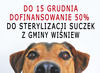 Zdjęcie psa z napisem "Do 15 grudnia dofinansowanie 50% do sterylizacji suczek z gminy Wiśniew".