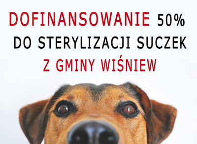 Zdjęcie pieska z napisem "Dofinansowanie 50% do strylizacji suczek z gminy Wiśniew".